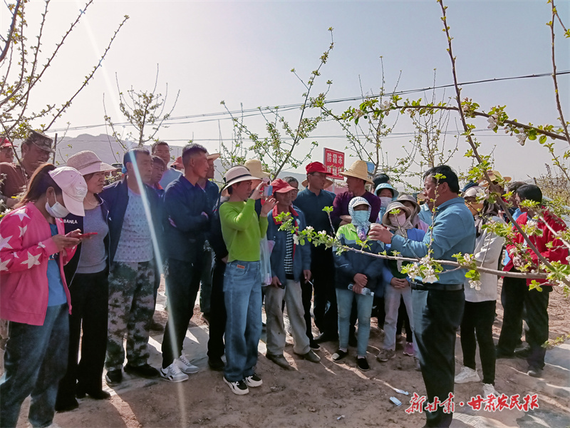 ​静宁：防冻保花授粉助丰收