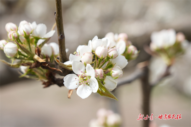 静宁：梨花绽放待客来