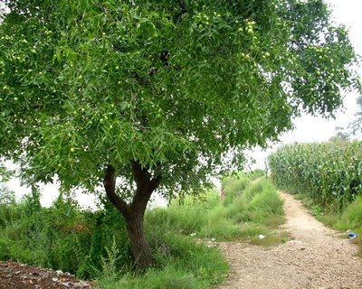 枣树如何才能多结果