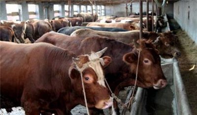 肉牛如何高效养殖