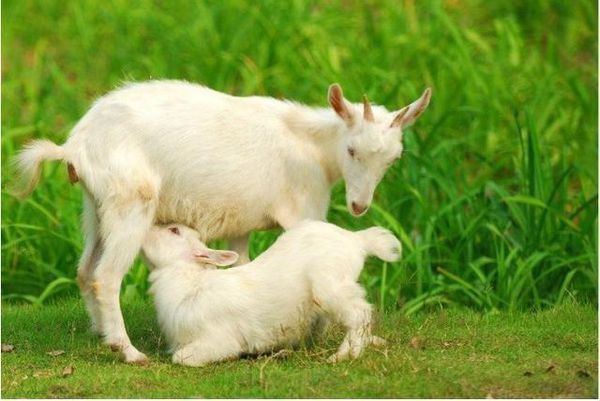 哺乳羔羊突然出现寒颤怎么办
