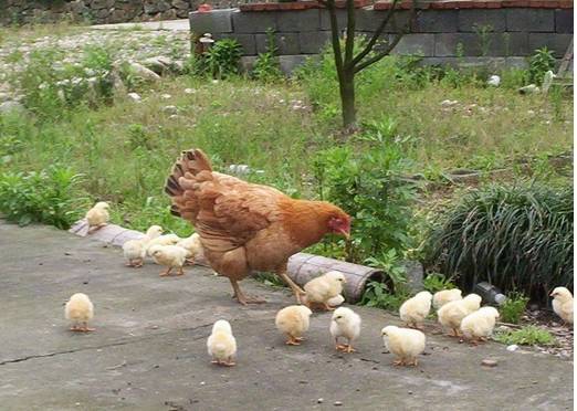 小鸡不吃食怎么办