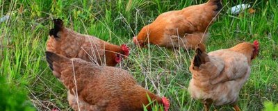 季节交换时肉鸡管理技术
