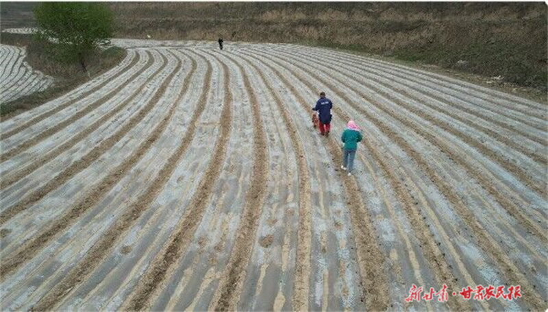 静宁：科技种田 稳产保丰收
