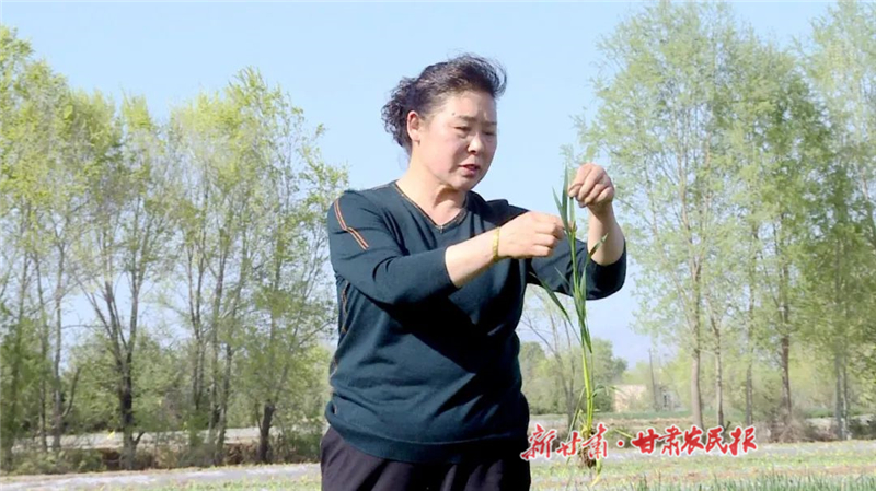 吴成兰：用种子谱写农业增收华章