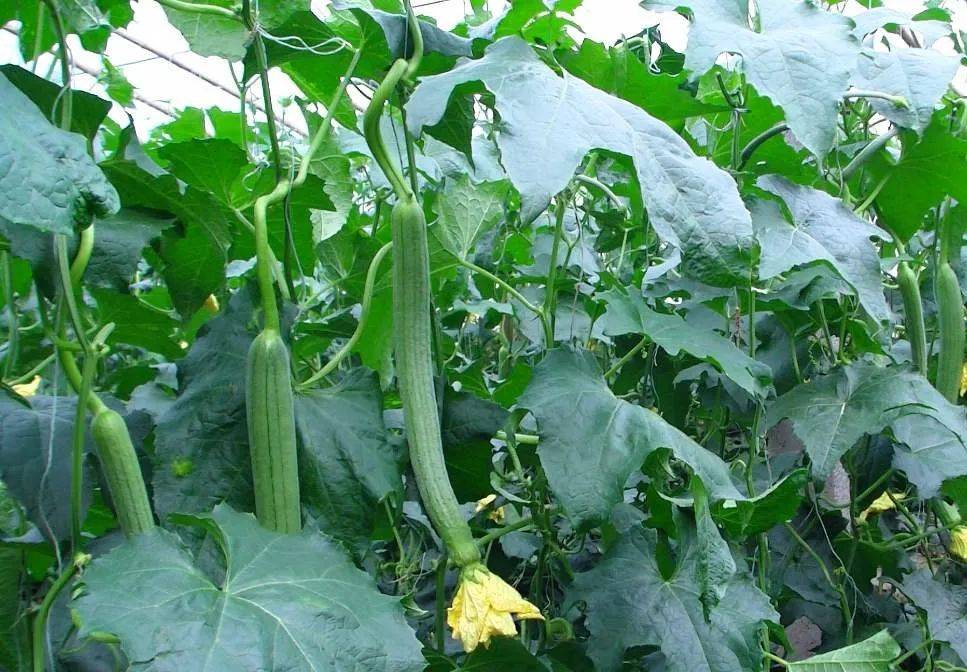 天气多变蔬菜如何管理