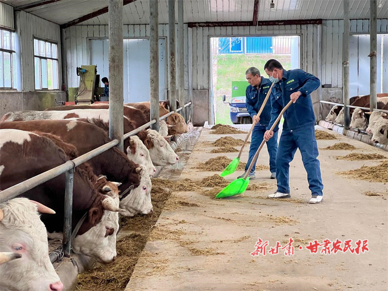 和政：发展牛羊产业 奏响乡村振兴新牧歌
