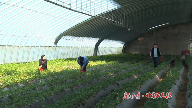 永昌县城关镇：草莓映红“莓”好致富路
