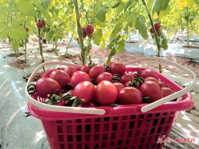 ​麦积区渭南镇：蔬菜大棚采摘乐 绿色经济助增收