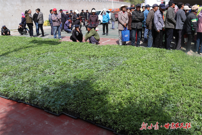 静宁：“爱心”小菜苗托起群众“菜篮子”

