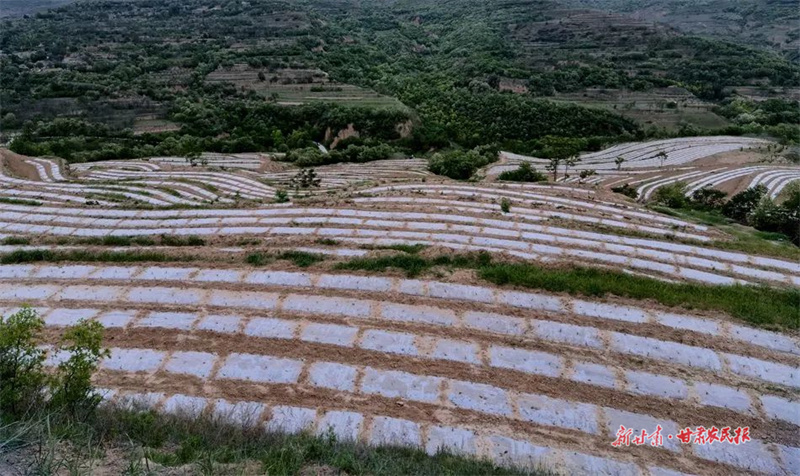 ​麦积区石佛镇：优化农业结构 助力农民增效