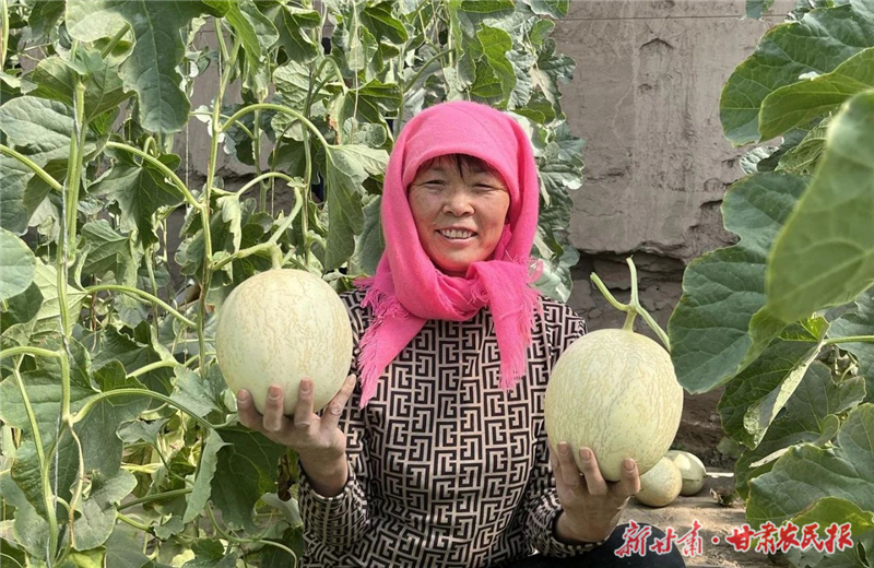 民勤 蜜瓜种出甜日子
