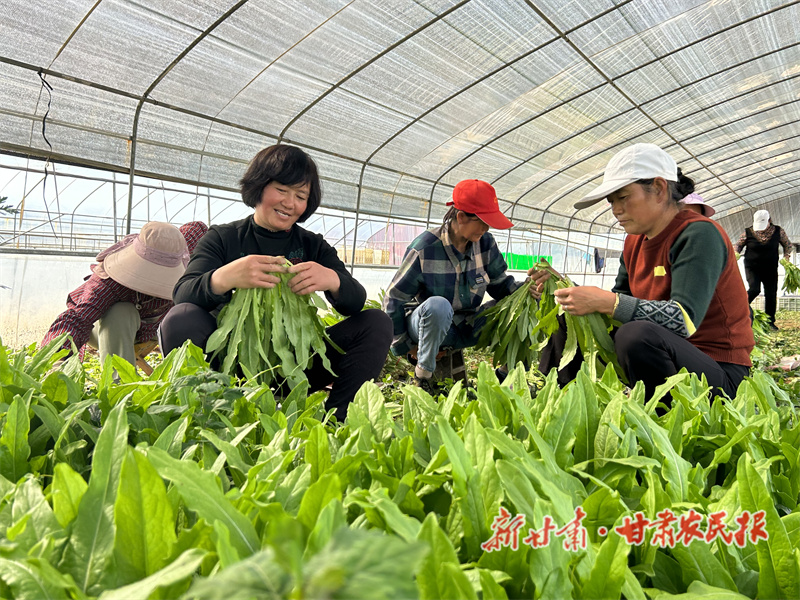 灵台 设施蔬菜销售热
