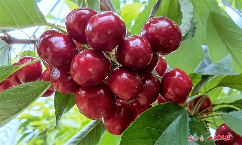 麦积区： 樱桃红满枝 销售正火热