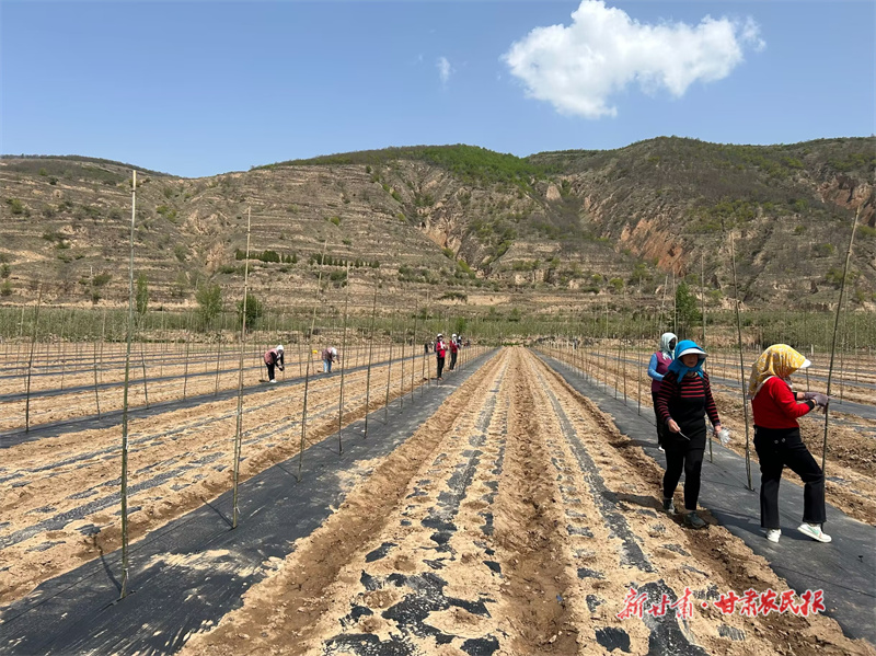 静宁：老果园改造按下“加速键”