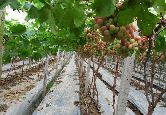 葡萄剪枝有哪些注意要点？