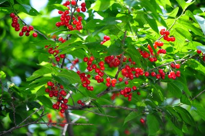 樱桃保鲜有技巧