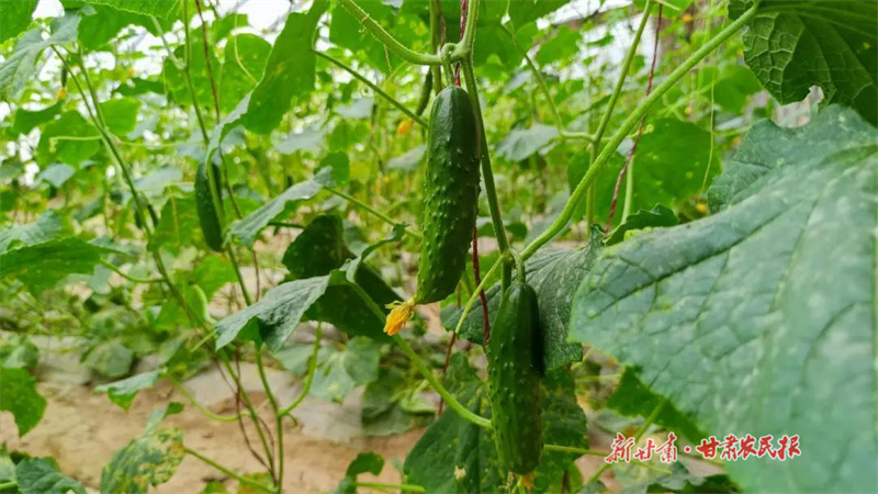 古浪:“小乳瓜”托起群众致富梦