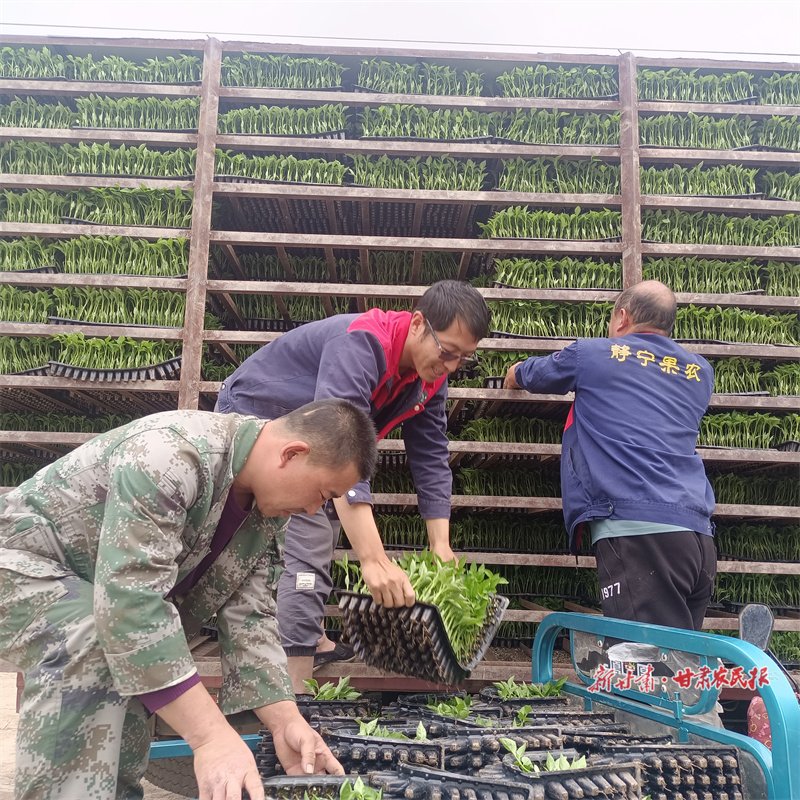静宁：集体经济“壮”起来  群众钱包“鼓”起来