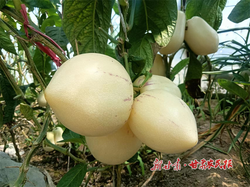 榆中 “取经”路上“娶”来人参果