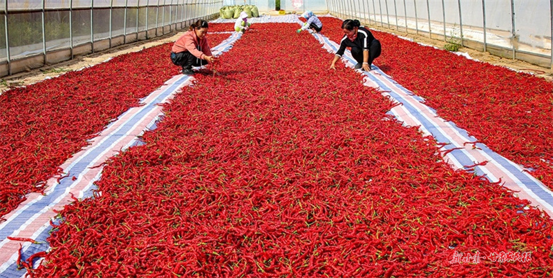 甘谷：做实&ldquo;七篇文章&rdquo;壮大村级集体经济