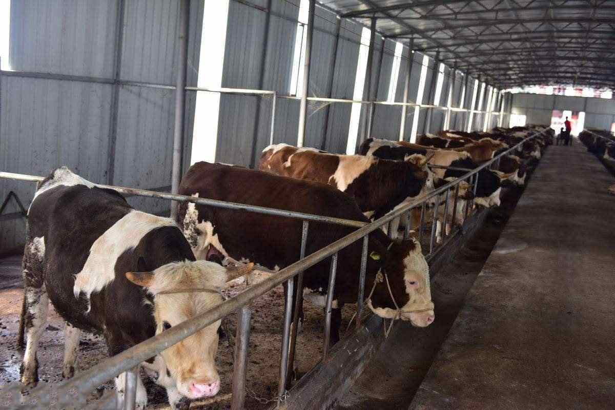 如何确定育肥牛每天的精饲料喂量