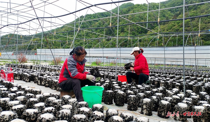 麦积区利桥镇：木耳丰收 采摘正酣