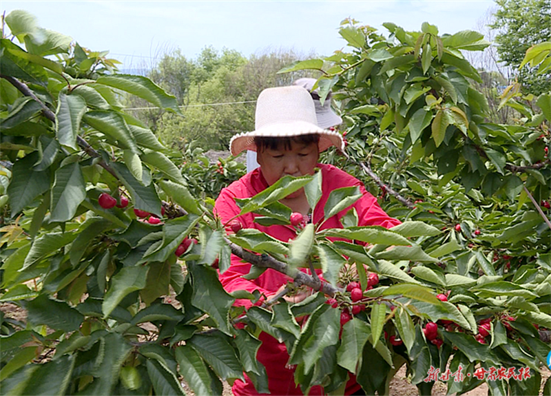 麦积区马跑泉镇杨湾村：樱桃迎丰收 果农采摘忙