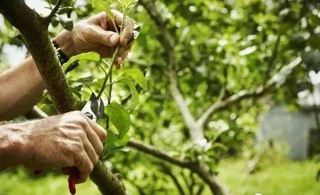 果树夏剪是关键