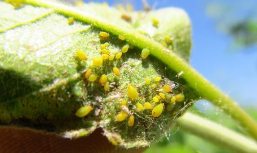 果树蚜虫发生严重，怎样防治效果好？