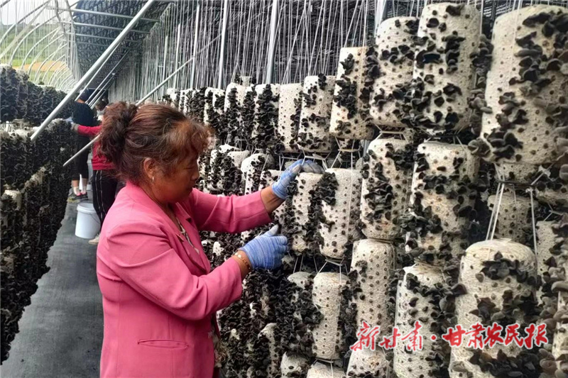 渭源县：木耳种植托起“致富梦”
