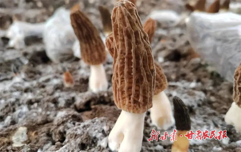 天祝县：小蘑菇开出“致富花”