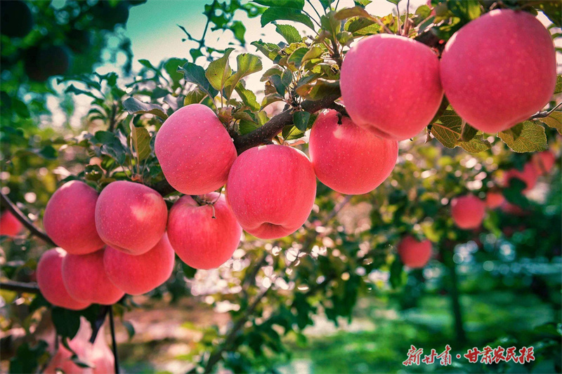 静宁：振兴路上“果”味足