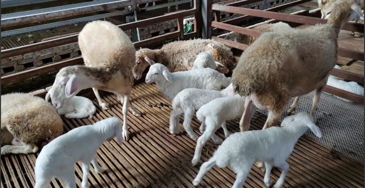 夏季羊快速育肥技术