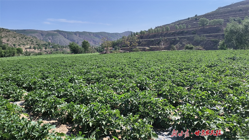 静宁：乡村“丰”景入画来