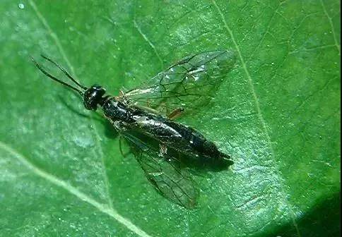梨树出现梨茎蜂虫咋防治
