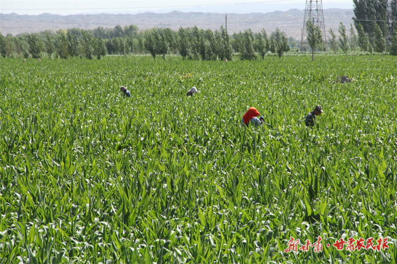 农田的经营之道——高台县实施土地经营创新突破行动探析