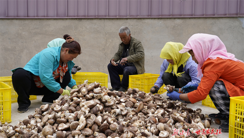 静宁：特色产业助农增收