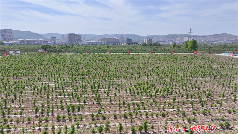 静宁：金银花产业为乡村振兴添“金”