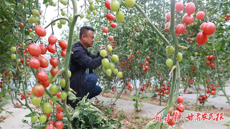 成县：科技进田 蔬鲜果甜产业兴