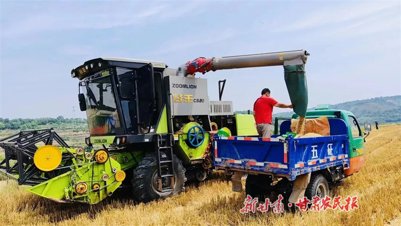 小麦开镰收割