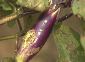 茄子青枯病防治方法
