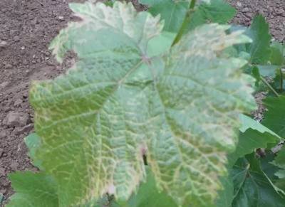 葡萄叶片上出现黄色是什么
