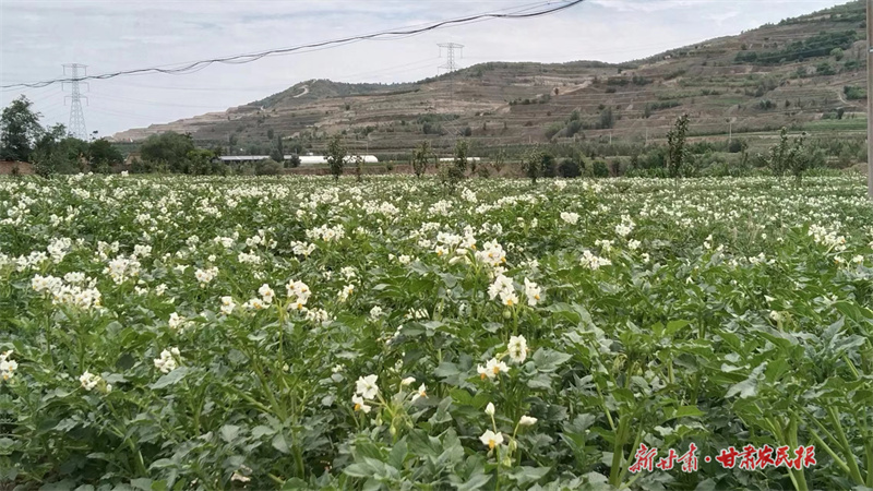 静宁：40万亩旱作洋芋花开映日白