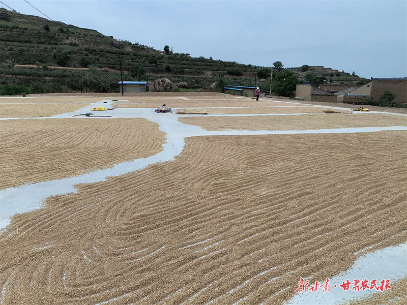 静宁：晾干了粮食 “晒”出了幸福