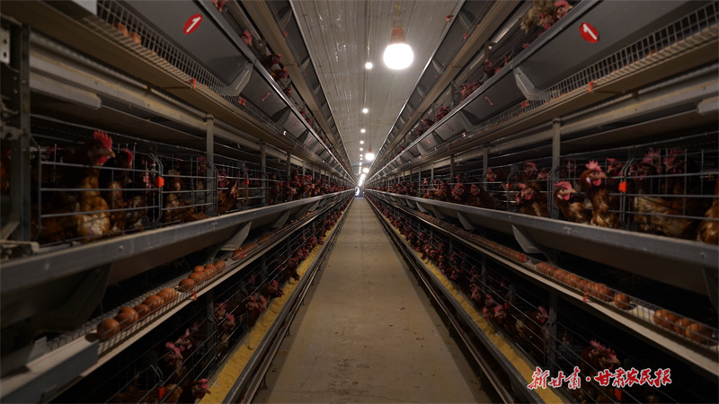 静宁：蛋鸡养殖“链”出村民致富路