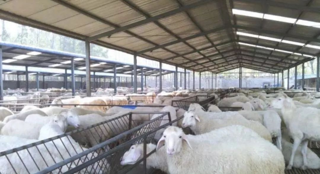 夏季养羊要牢记“七要点”