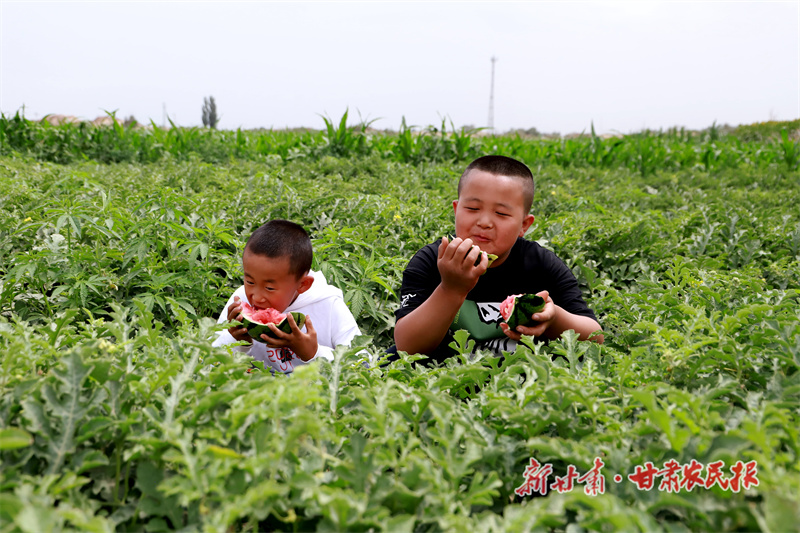 西瓜喜获丰收
