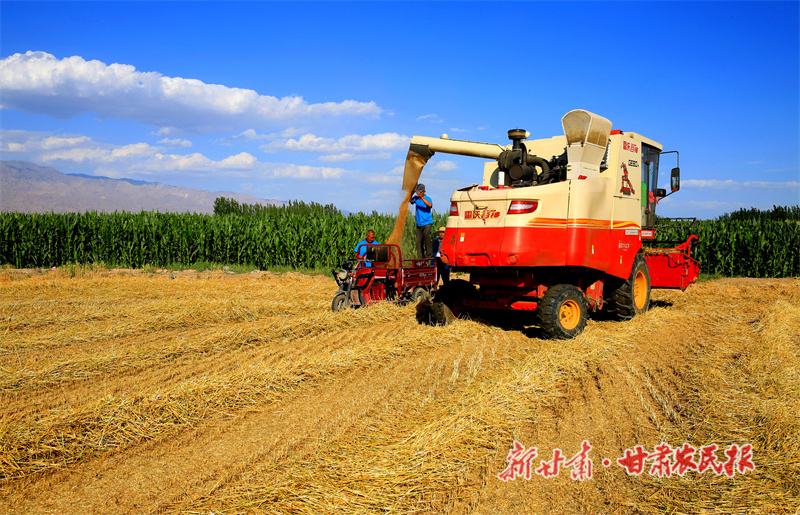 抢收小麦