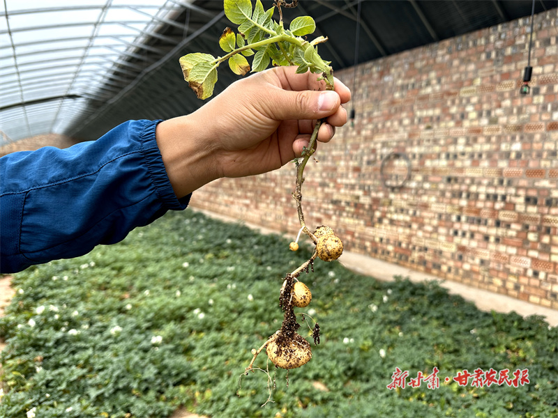 静宁：抓点示范，村集体经济“薯”光无限好